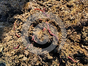 Worms in manure