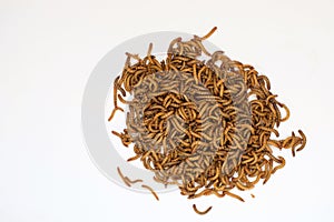 Worms, Meal worms. larvae of the beetle Tenebrio molitor