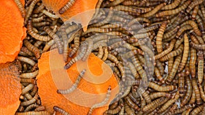 Worms, Meal worms. larvae of the beetle Tenebrio molitorwith pieces of carrots