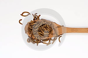 Worms, Meal worms on wooden spoon on white background. larvae of the beetle Tenebrio molitor