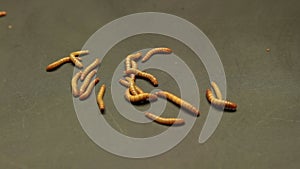 Worms moving on grunge background