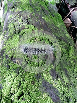 Worms, slugs in Thailand Nation Park.