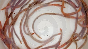 Worms in the water, Swirling Earthworms for Baiting or Composting, Humus Producers