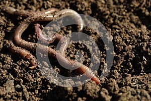 Worms on wet soil on sunny day, closeup