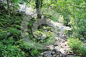 Wormsa valley in Alsace