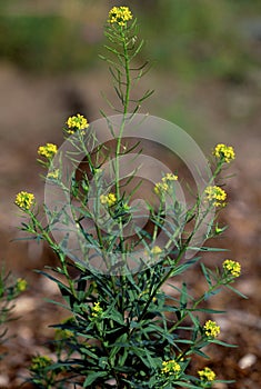 Wormseed Mustard  42014 photo