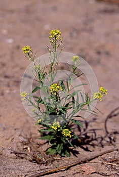 Wormseed Mustard   44529 photo