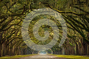 Wormsloe Plantation Oak Trees