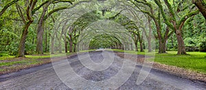 Wormsloe Plantation Panorama, Savannah, Georgia photo