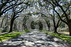 Wormsloe Plantation - Savannah, Georgia