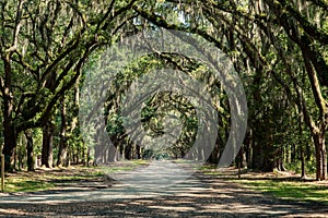 Wormsloe Plantation in Savannah Georgia