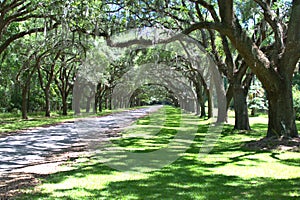 Wormsloe road with Live Oak Moss hanging from the trees