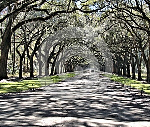 Wormsloe road with Live Oak Moss hanging from the trees