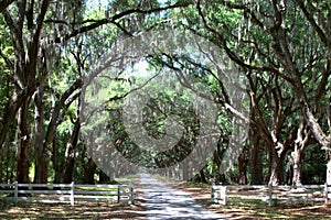 Wormsloe scenic tree lined driveway in Savannah, Ga