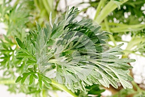 Wormwood (Artemisia absinthium L.) photo