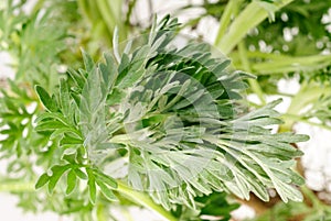 Wormwood (Artemisia absinthium L.)
