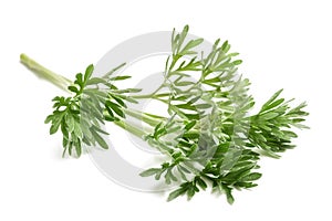 Wormwood Artemisia absinthium photo