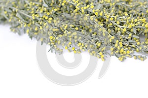 Wormwood background. Wormwood branch. Medicinal plant. Absinthium. Beam