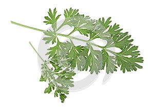 Wormwood branches isolated on white background. Medicinal wormwood. Artemisia