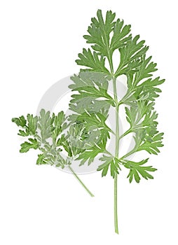 Wormwood branches isolated on white background. Medicinal wormwood. Artemisia