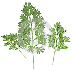 Wormwood branches isolated on white background, top view. Medicinal wormwood. Artemisia