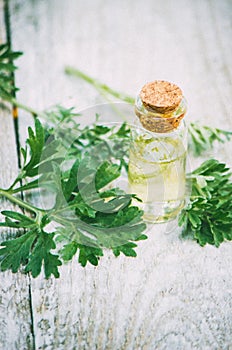 Wormwood extract. Medicinal plants.