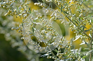 Wormwood. Flowering absinthium. Medicinal plant. Background blur. Wormwood on the field in the sunlight Blooming wild field photo
