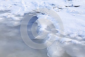 Wormwood on a frozen river. Close-up