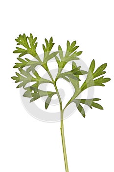 Wormwood herb