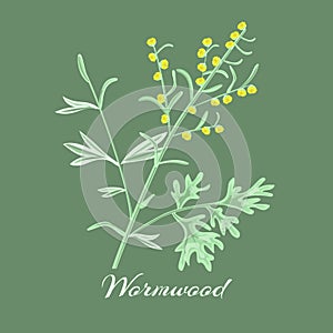 Wormwood herb.Artemisia absinthium.