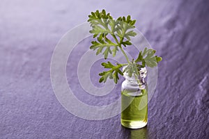 Wormwood herb essence