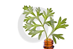 Wormwood herb essence