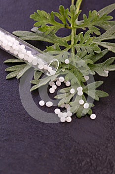 Wormwood herb leaf globule photo