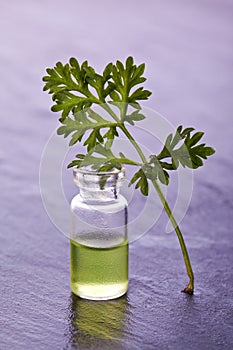 Wormwood herb natural medicine