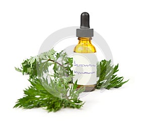 Wormwood herbal tincture or oil photo