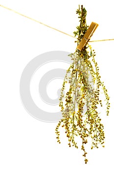 Wormwood herbs isolated