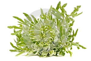 Wormwood Isolated on White Background photo