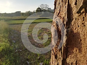 wormwood with paddy field