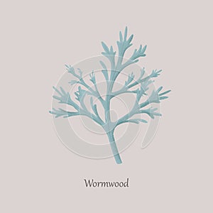Wormwood is a perennial herb with a strong aroma.