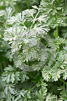 Wormwood plant leaves, Artemisia absinthium photo