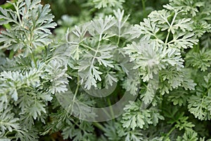 Wormwood plant leaves, Artemisia background