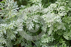 Wormwood plant leaves, Artemisia background photo