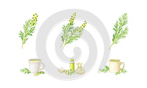 Wormwood or Southernwood Plant Extraction and Herbal Tea in Mug Vector Set