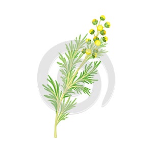 Wormwood or Southernwood Plant with Feathery Leaves and Small Yellow Flowers Vector Illustration