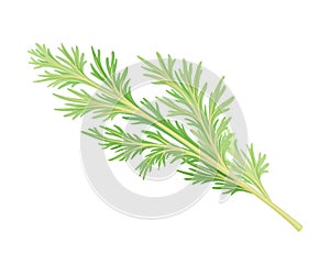 Wormwood or Southernwood Plant with Feathery Leaves Vector Illustration