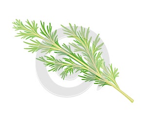 Wormwood or Southernwood Plant with Feathery Leaves Vector Illustration photo