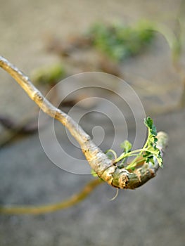 Wormwood Stem