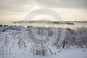 Wormwood under snow on the bank of the Ob River in Novosibirsk o
