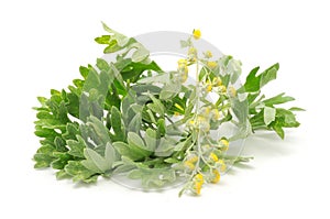 Wormwood on White Background photo