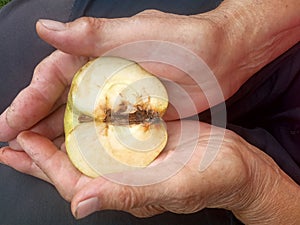 A wormy apple in the hands of an old man